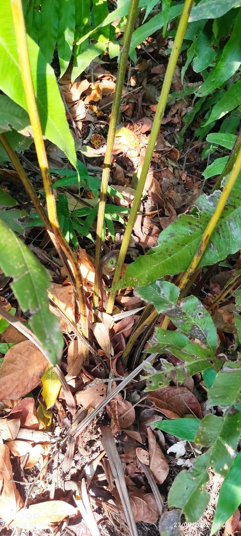 Acrostichum aureum bark