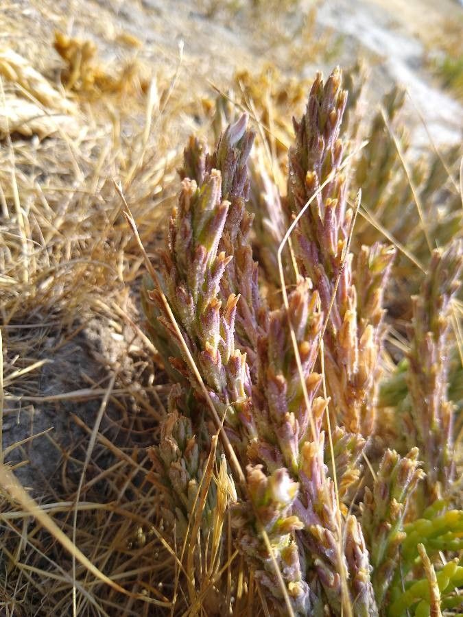 Cordylanthus palmatus flower