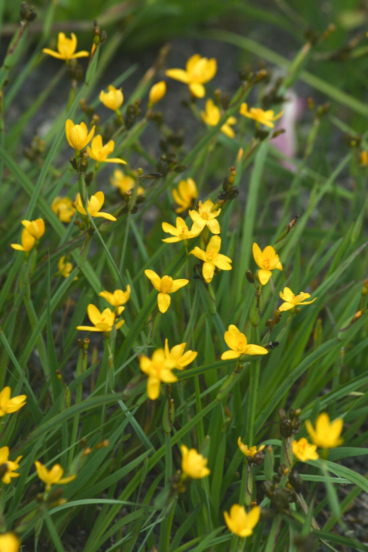 Sisyrinchium patagonicum — search result for 'Sisyrinchium'