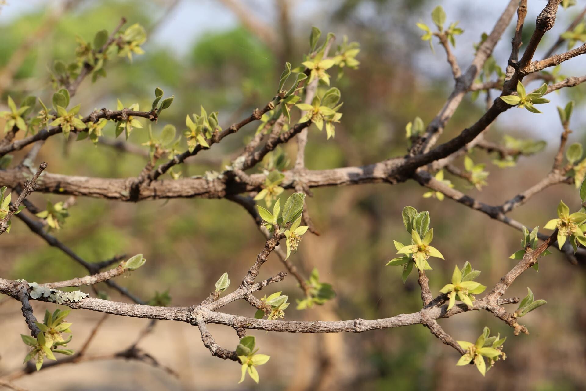 Cassipourea mollis habit