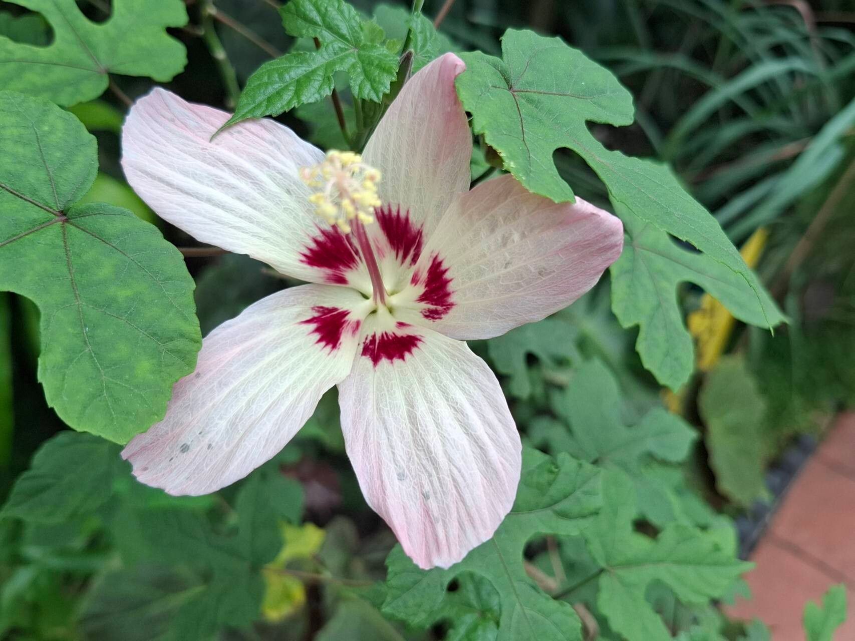 Hibiscus cameronii — search result for 'Hibiscus'