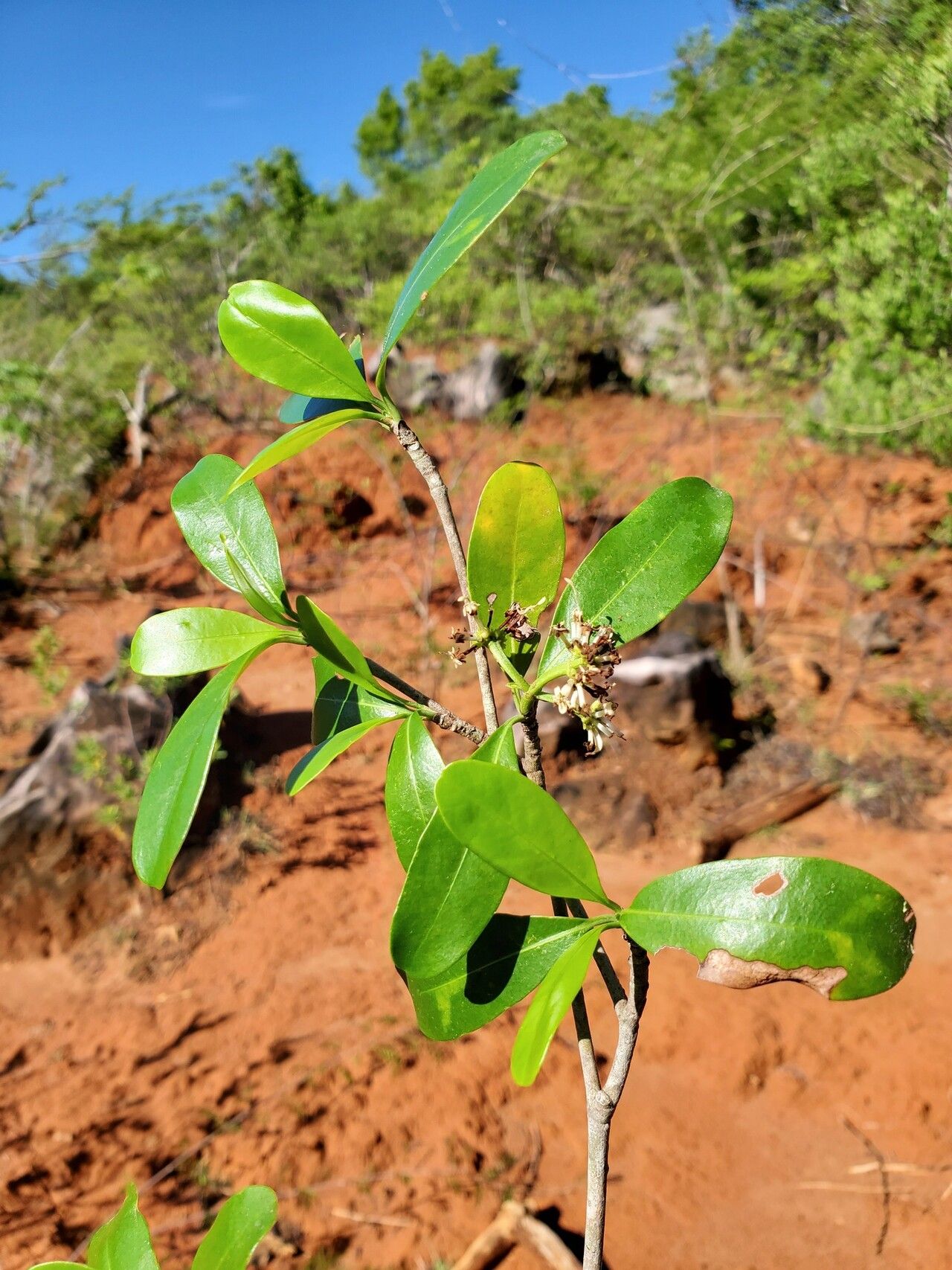 Coptosperma mitochondrioides habit