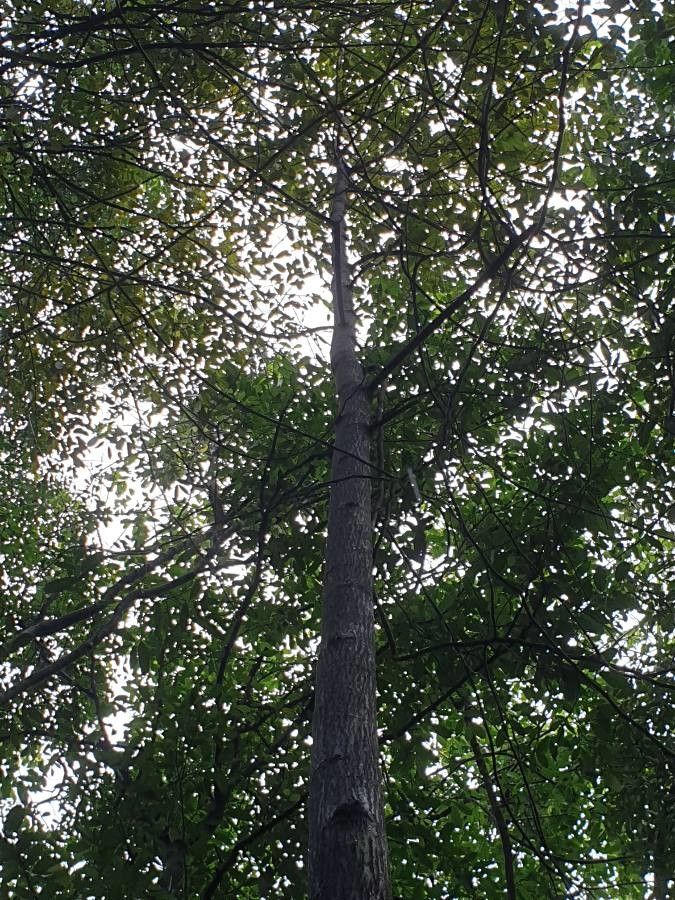 Shorea ovalis — houseplant care guide