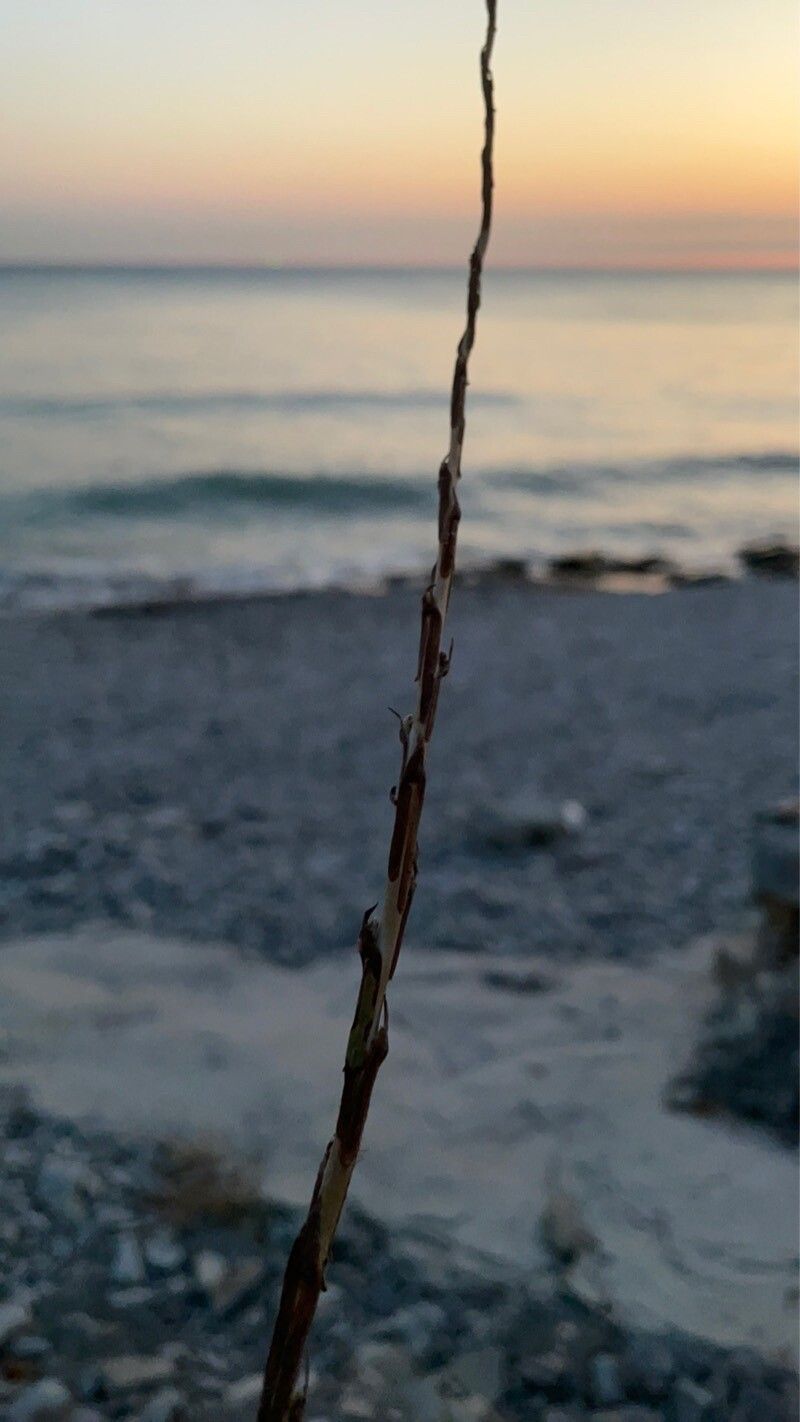 Myricaria bracteata — related species from the same genus
