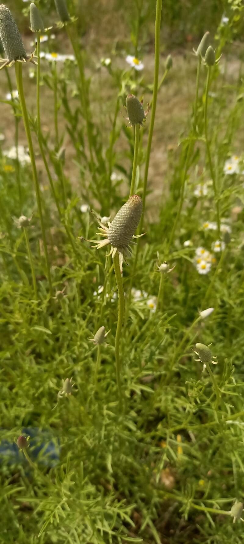 Ratibida columnifera fruit