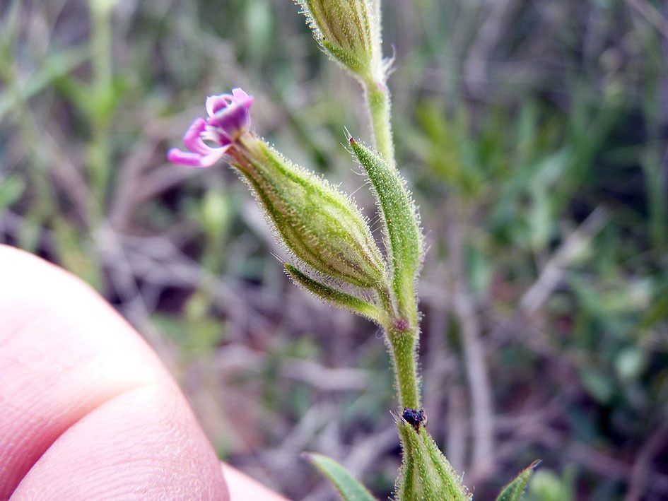 Silene neglecta flower