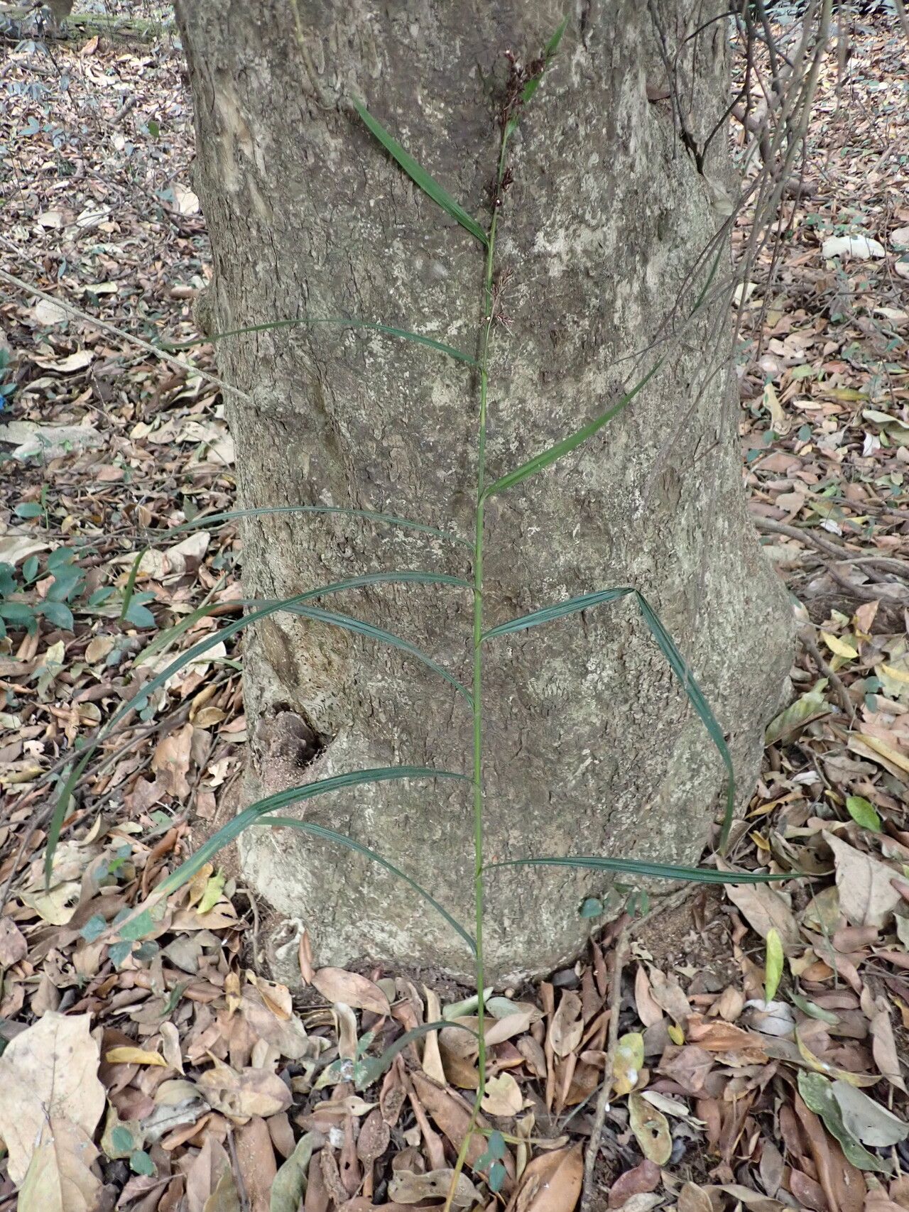 Scleria naumanniana bark