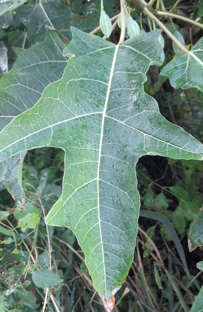 Vasconcellea quercifolia leaf