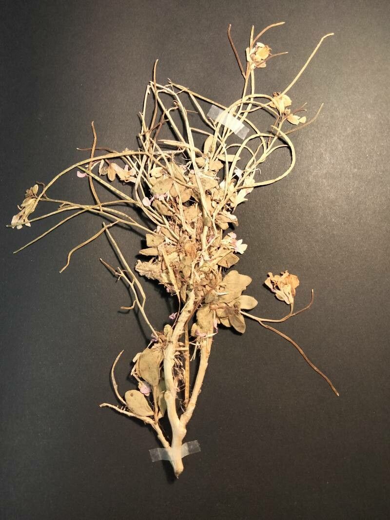 Matthiola arabica habit