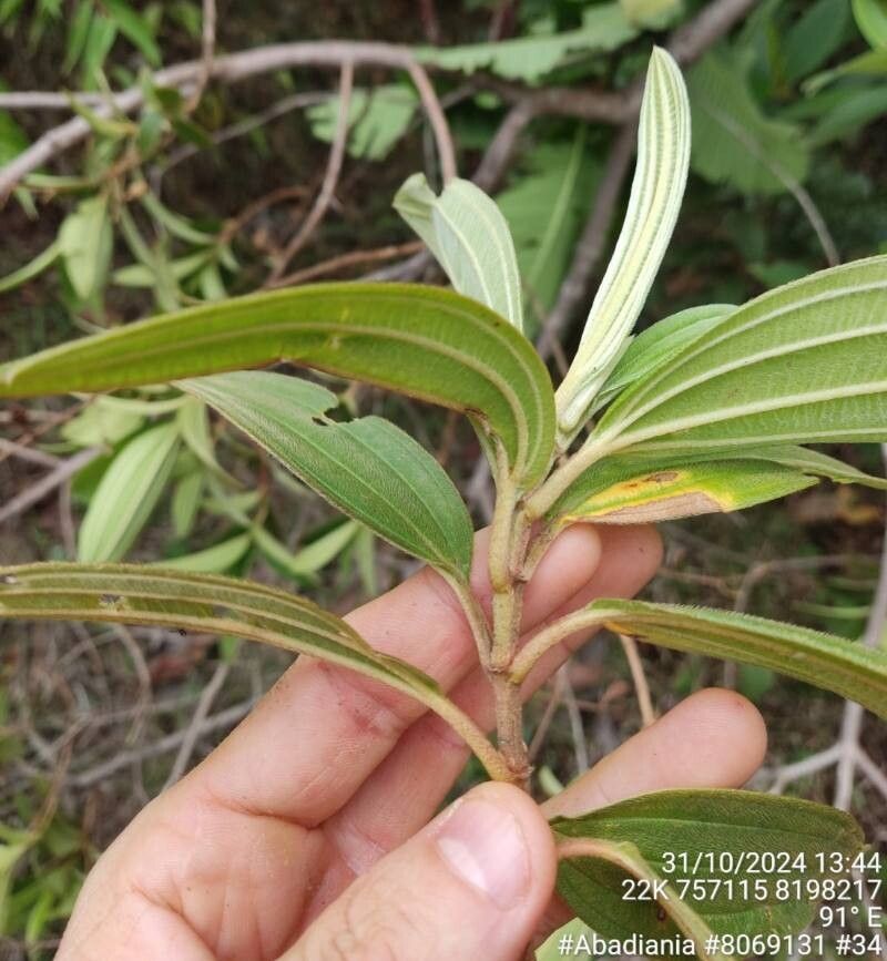 Pleroma candolleanum — related species from the same genus