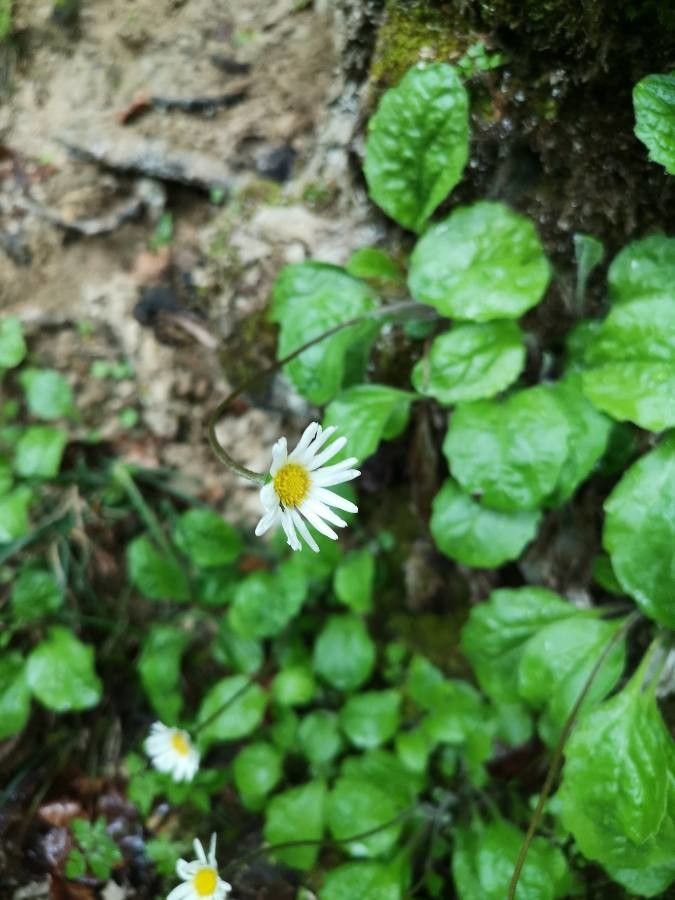 Bellis rotundifolia flower