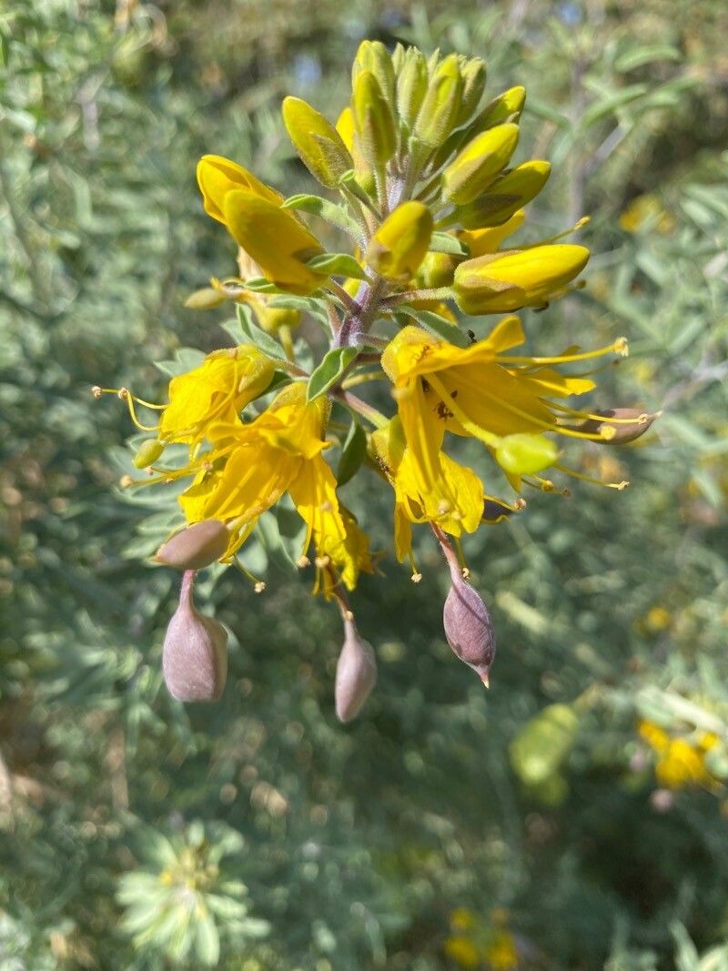Peritoma arborea flower