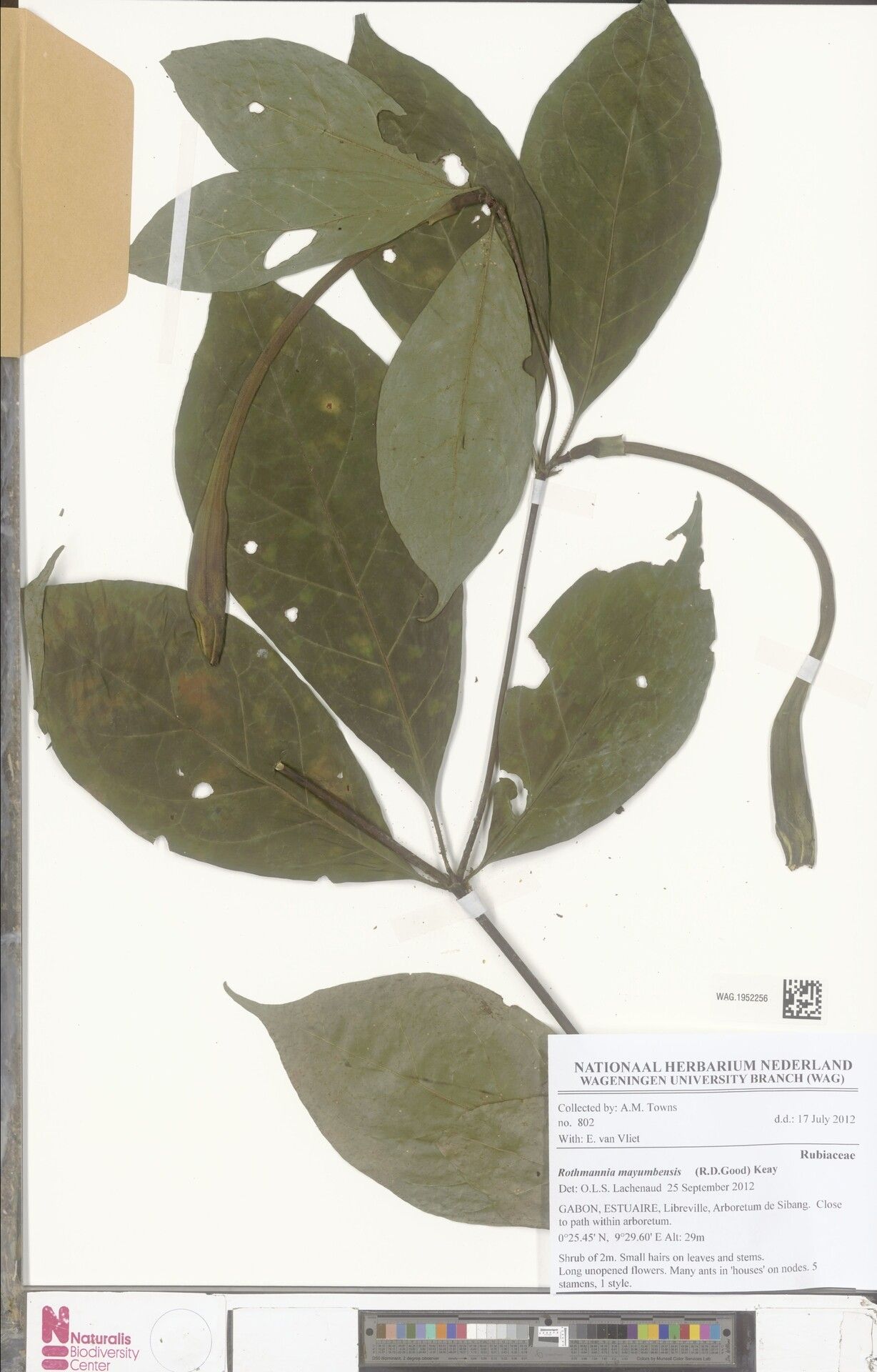 Rothmannia mayumbensis — search result for 'Rothmannia'