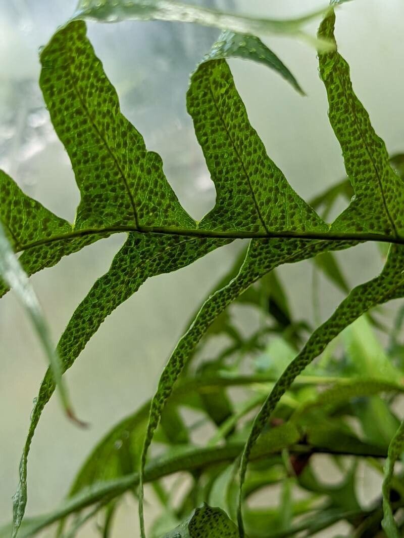 Drynaria sparsisora fruit