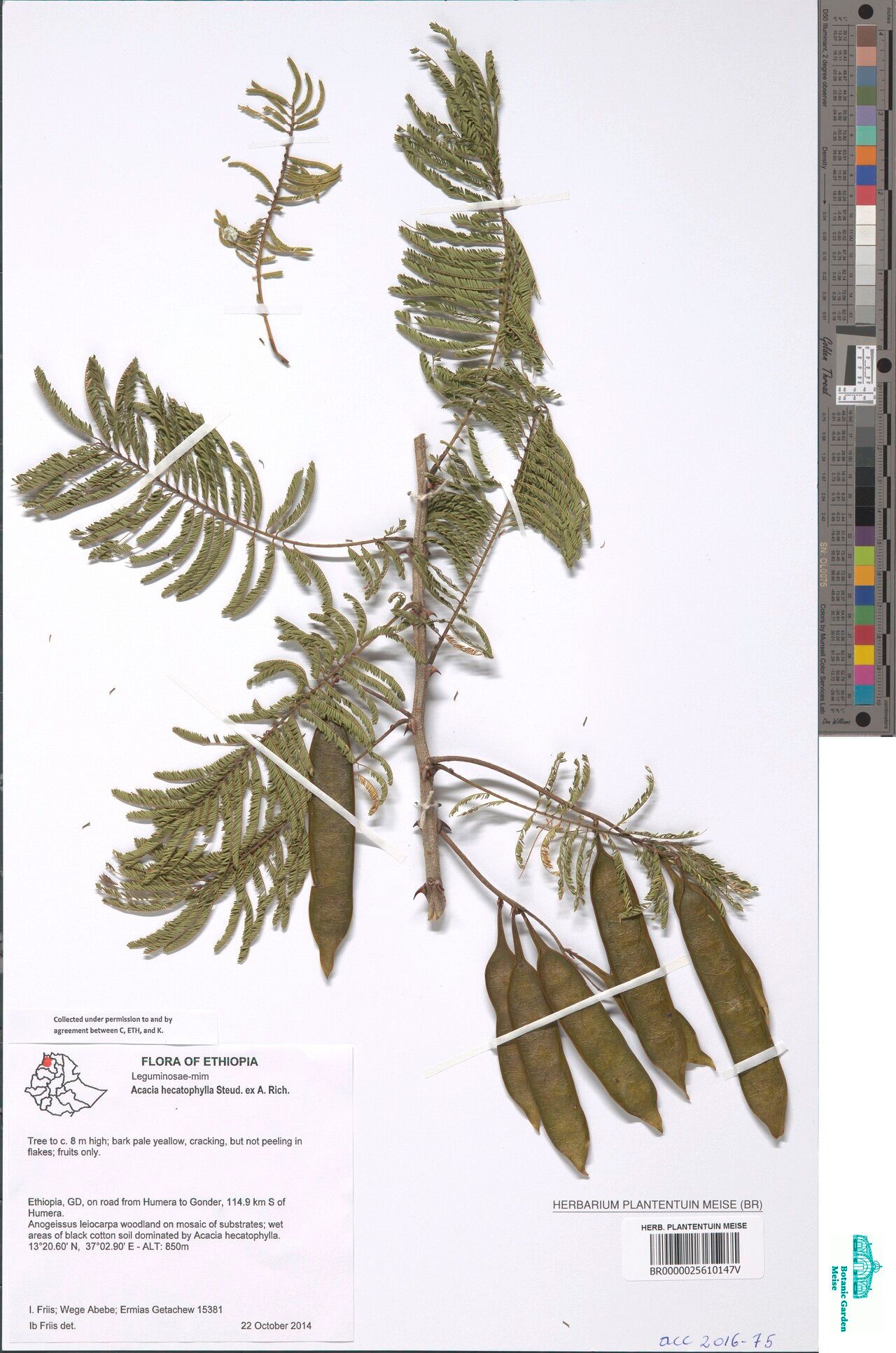 Senegalia hecatophylla — houseplant care guide