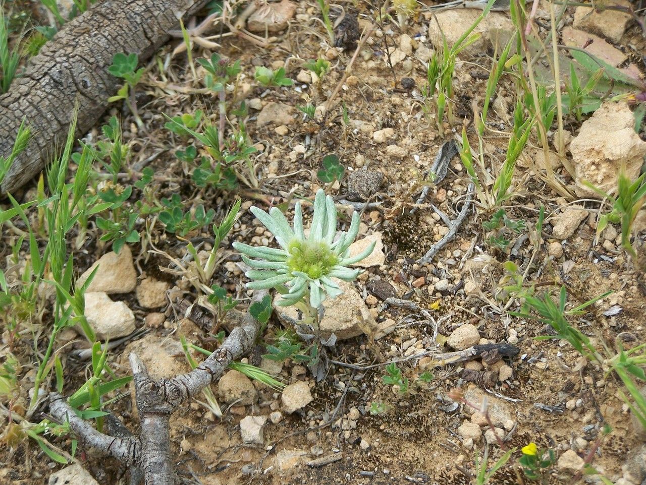 Filago argentea — related species from the same genus