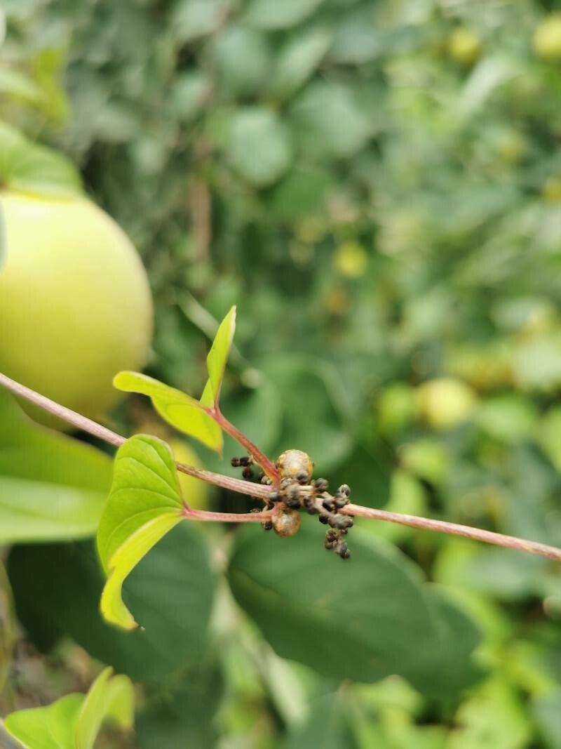 Dioscorea oppositifolia habit