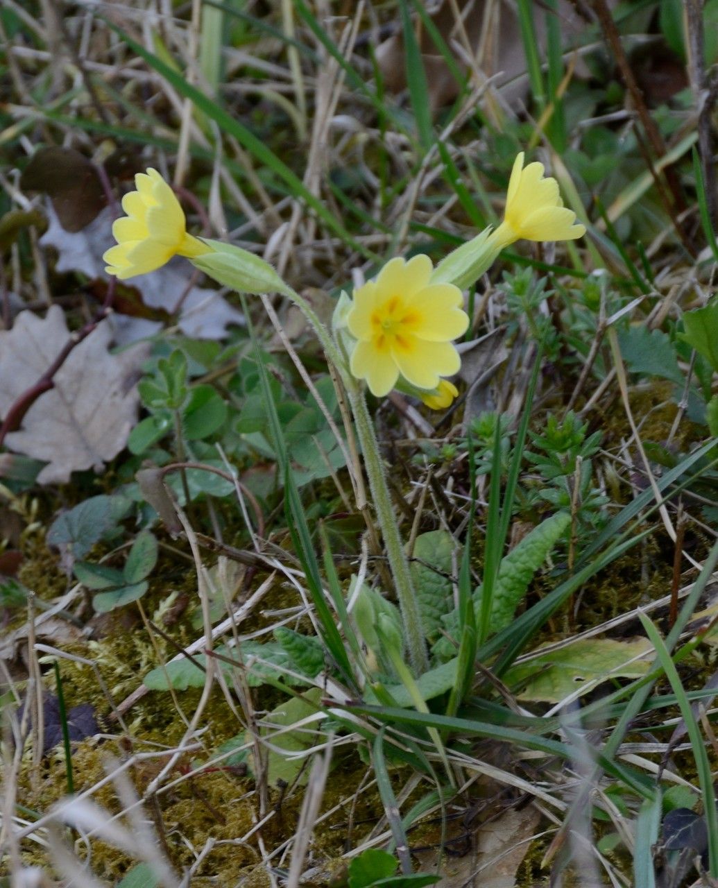 Primula x media — houseplant care guide