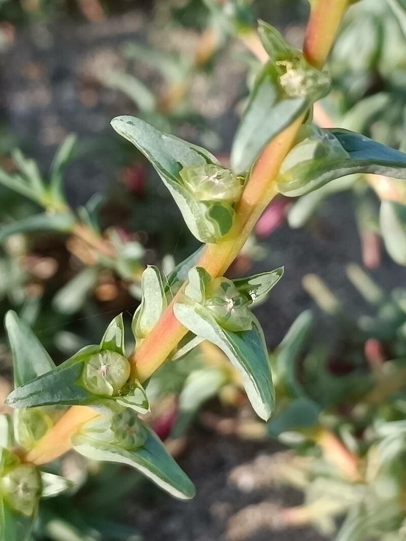 Salsola soda flower