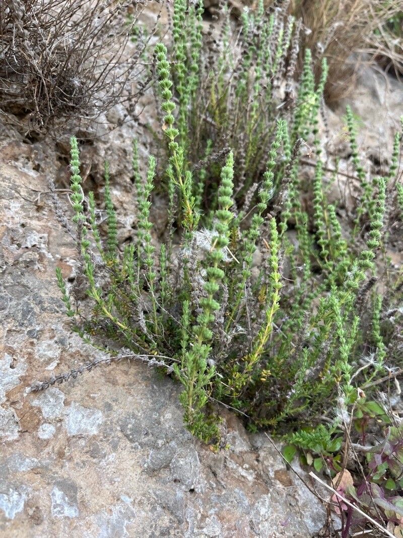 Micromeria juliana — houseplant care guide