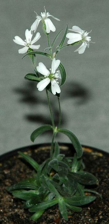 Silene stenophylla — houseplant care guide