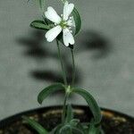 Silene stenophylla