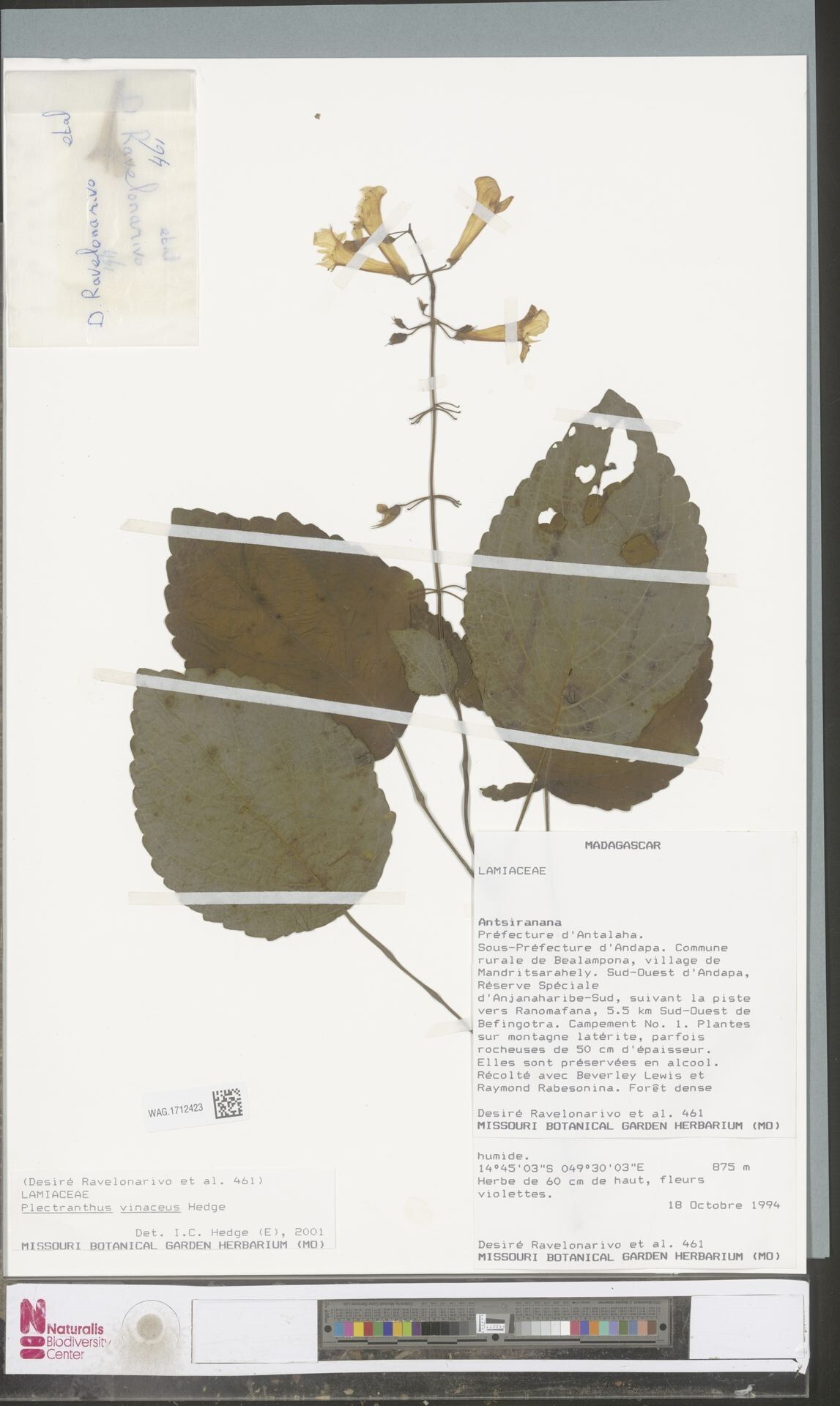 Plectranthus vinaceus — search result for 'Plectranthus'