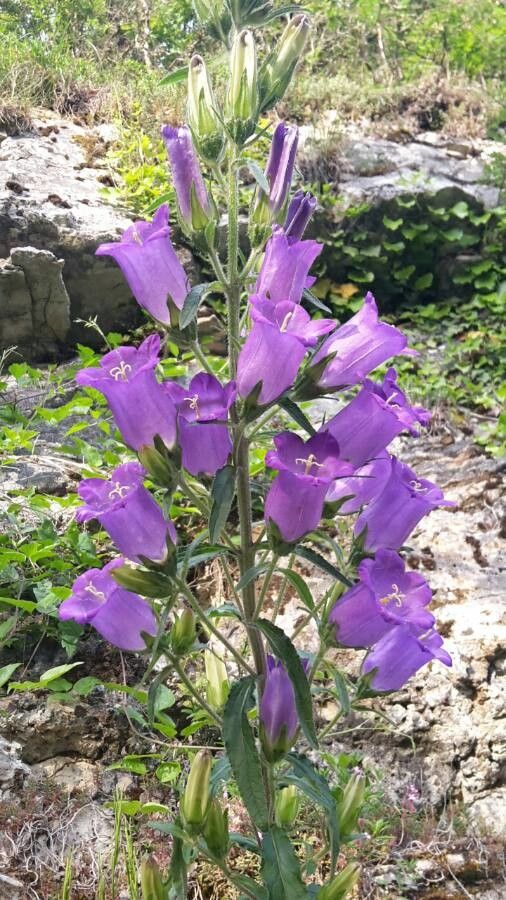 Campanula speciosa flower