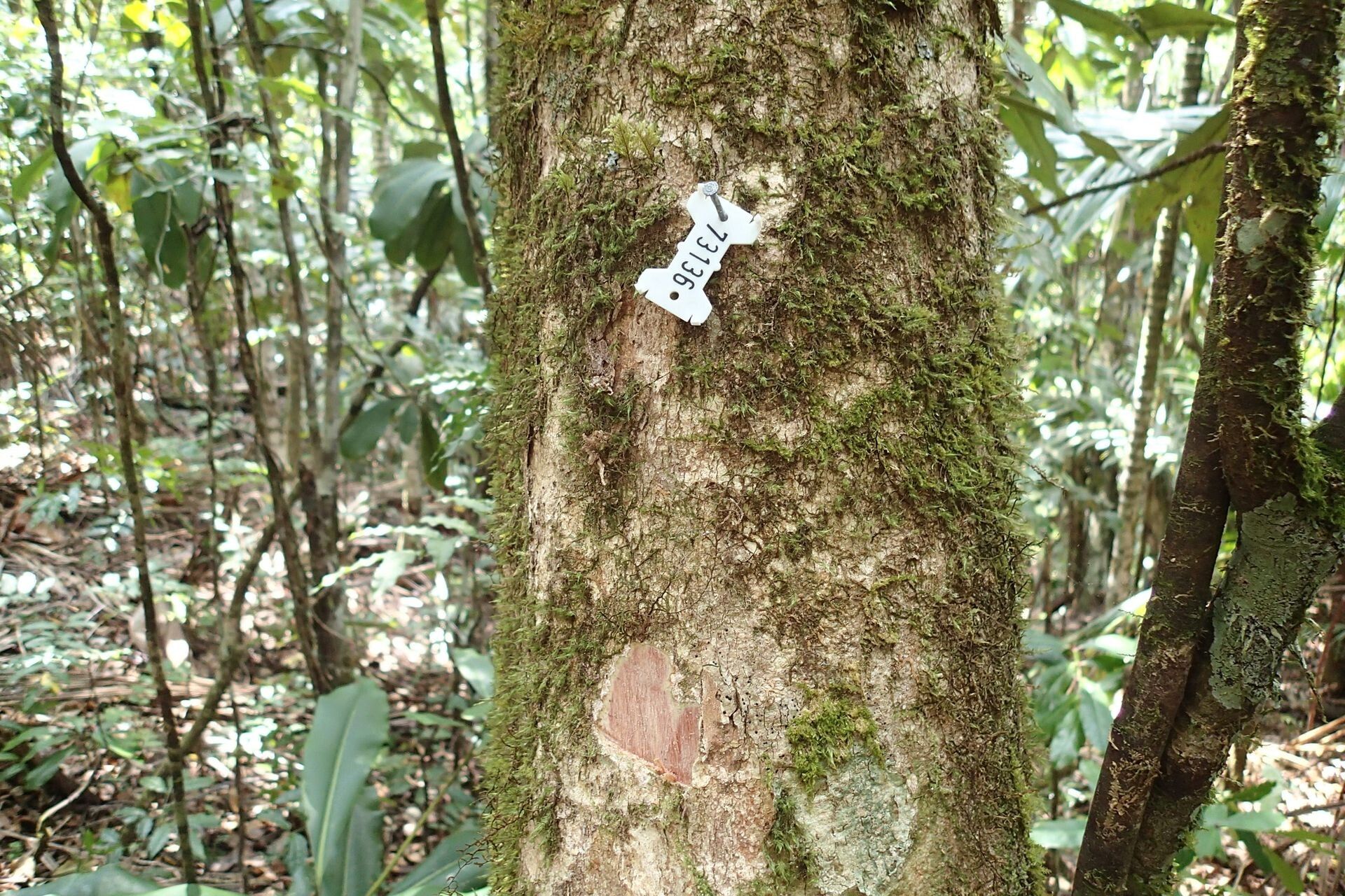 Syzygium amieuense bark