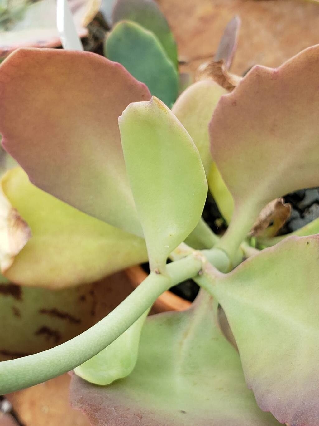 Kalanchoe bentii — houseplant care guide