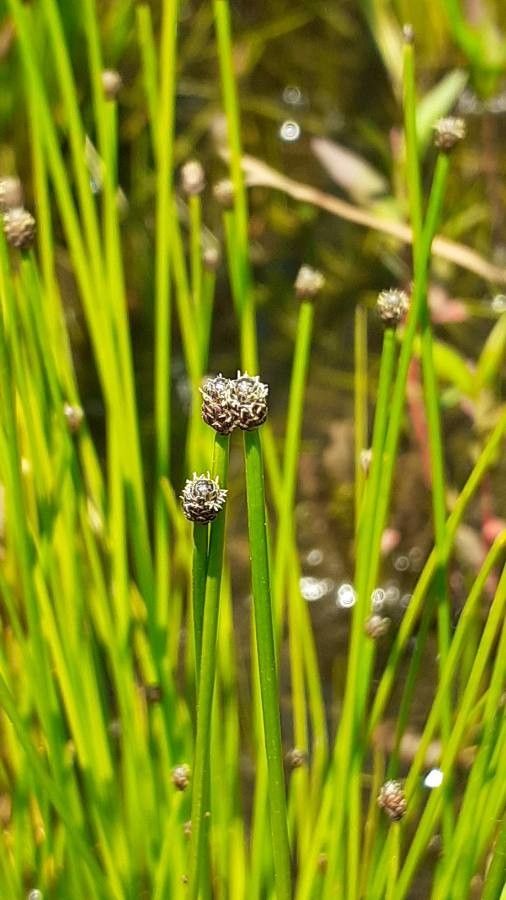 Eleocharis ovata flower