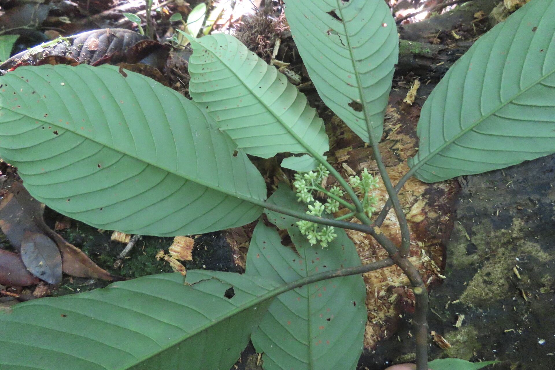 Psychotria panamensis — houseplant care guide