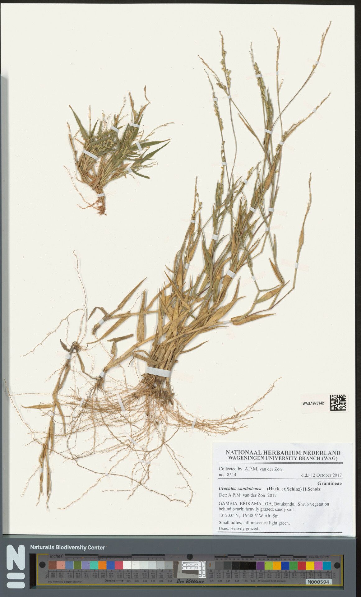 Urochloa xantholeuca — houseplant care guide