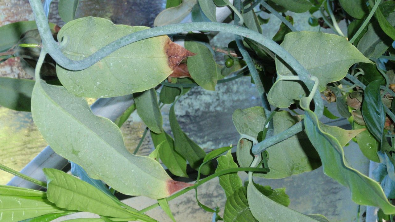 Austrobaileya scandens leaf