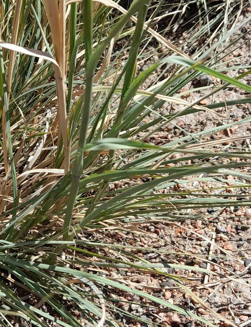 Leptochloa crinita — related species from the same genus