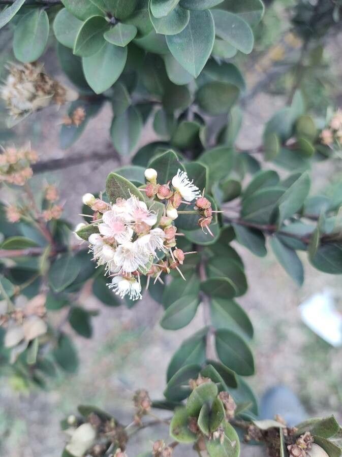 Myrcianthes leucoxyla flower