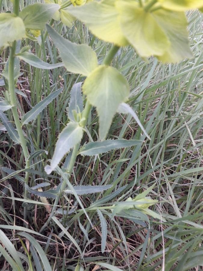 Euphorbia serrata — search result for 'Euphorbia'