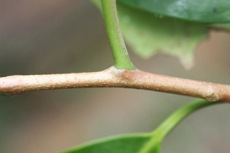 Aspidosperma album other