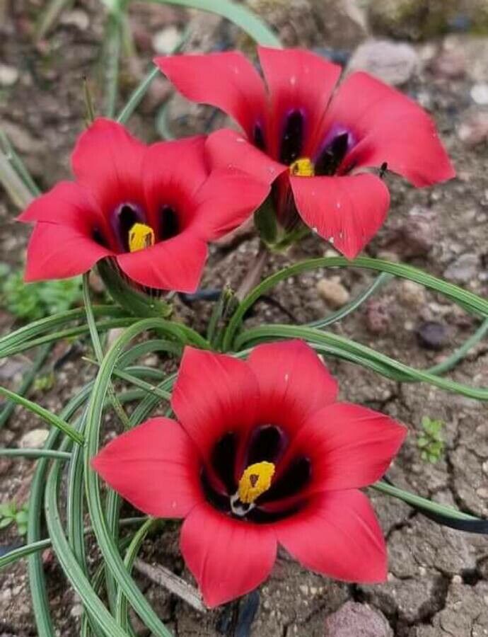 Romulea monadelpha flower