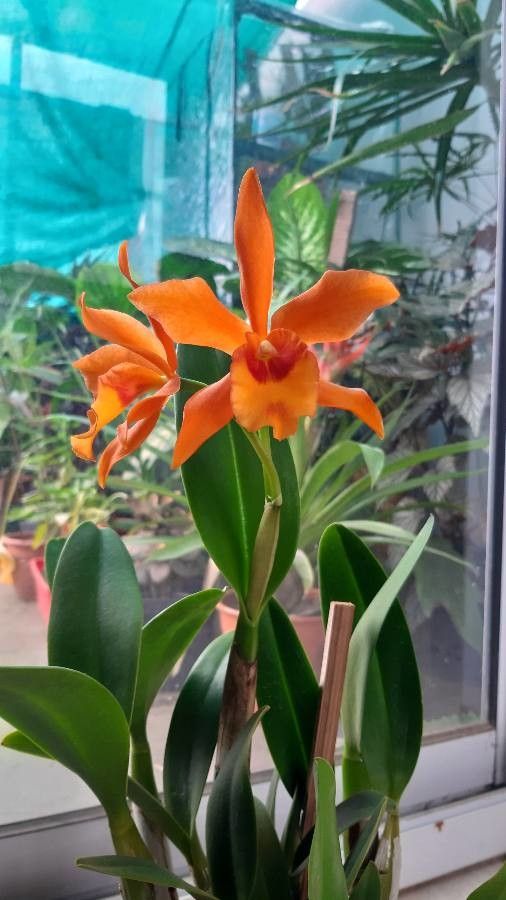 Scaphyglottis bidentata — search result for 'Costa Rica'