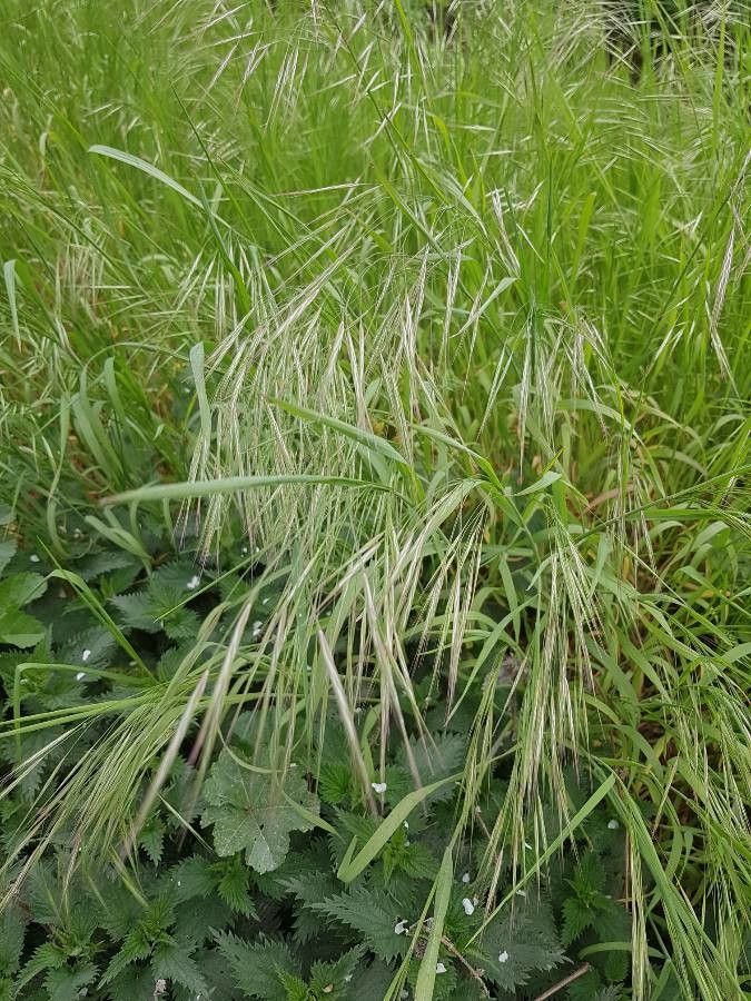 Bromus racemosus fruit