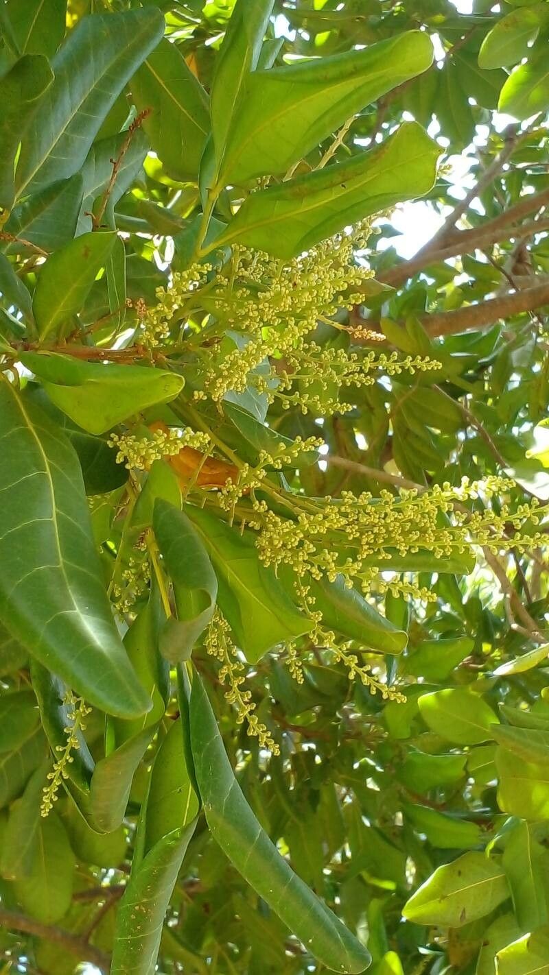 Mezilaurus crassiramea flower