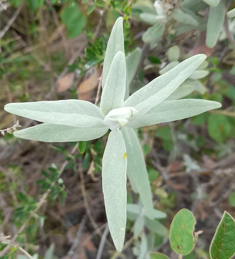 Buddleja cordobensis leaf