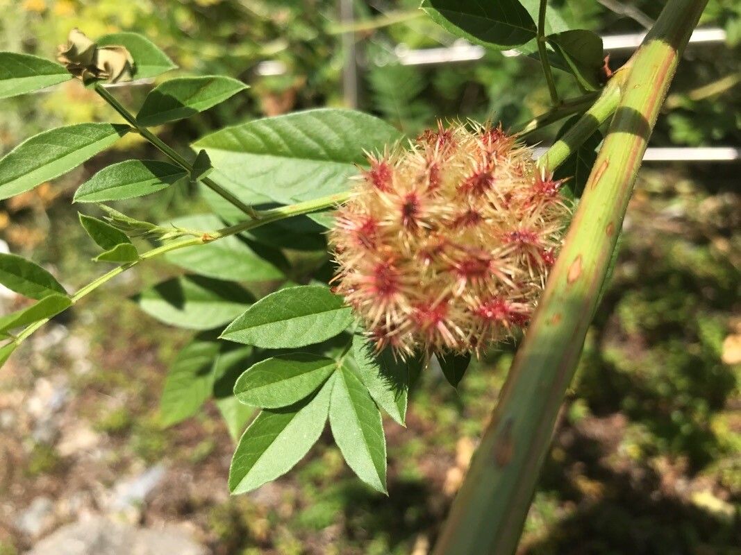 Glycyrrhiza echinata flower