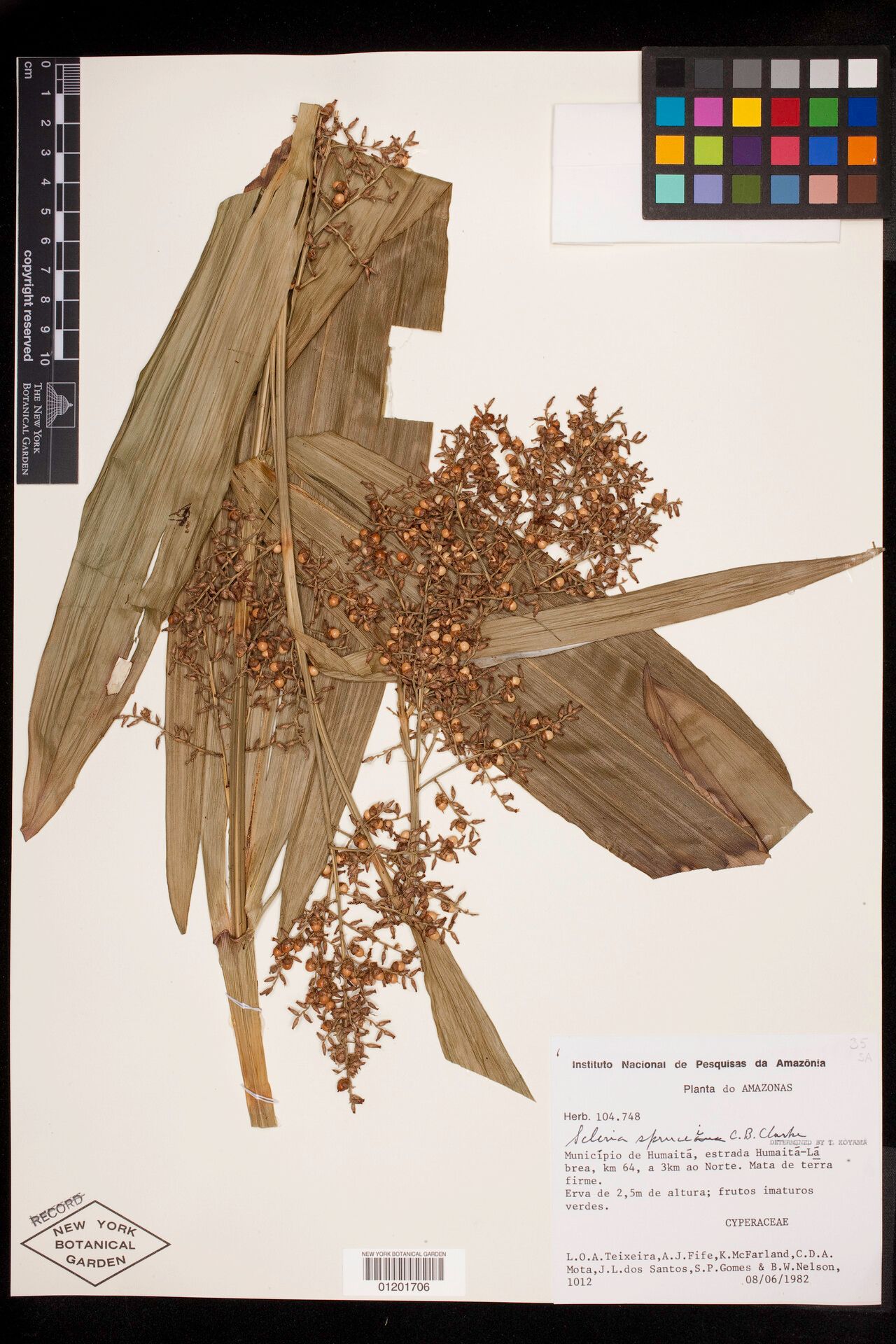 Scleria sprucei fruit