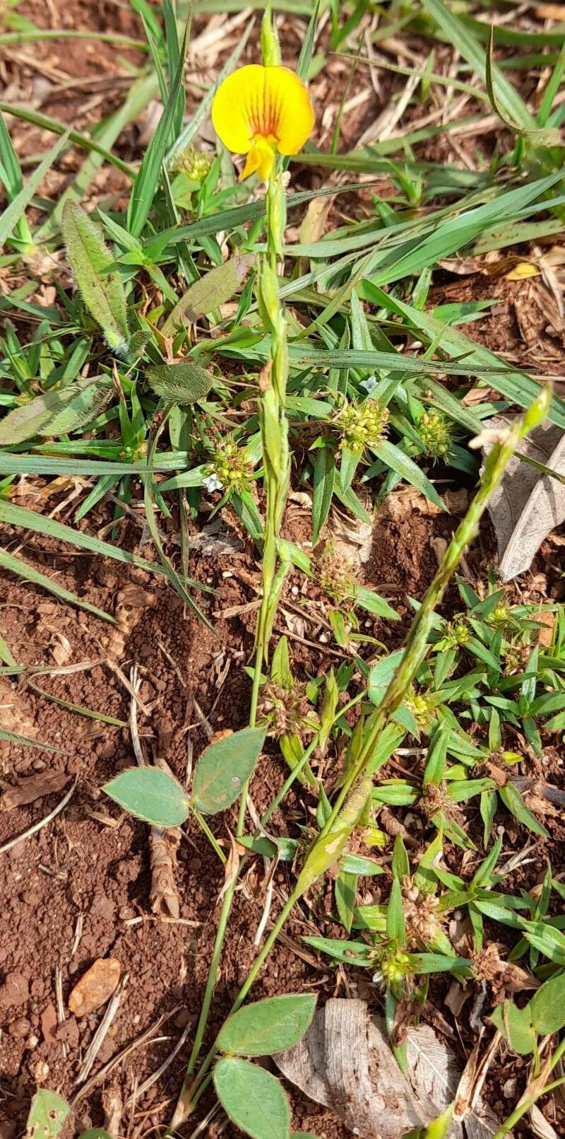 Zornia latifolia habit
