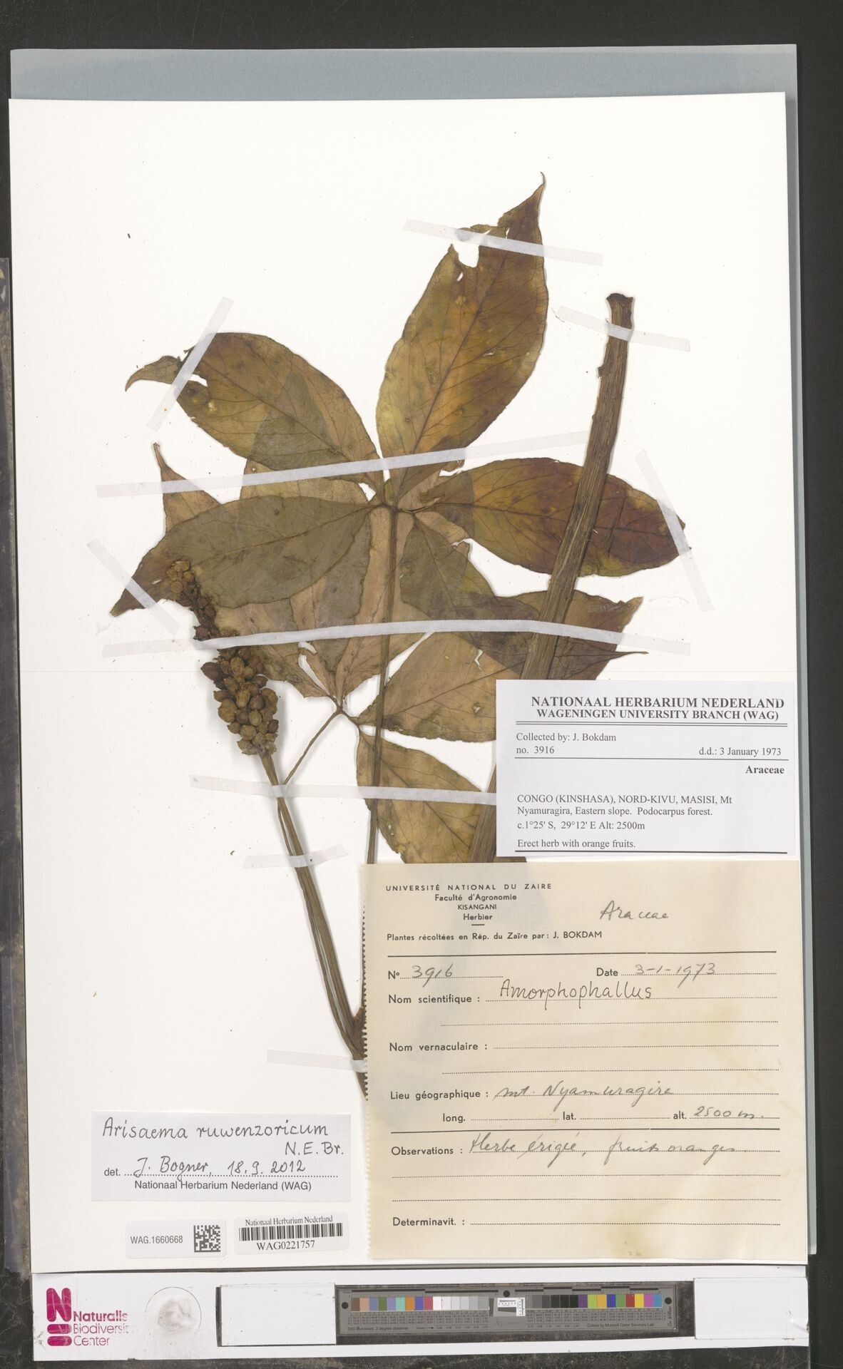 Arisaema ruwenzoricum — search result for 'Arisaema'