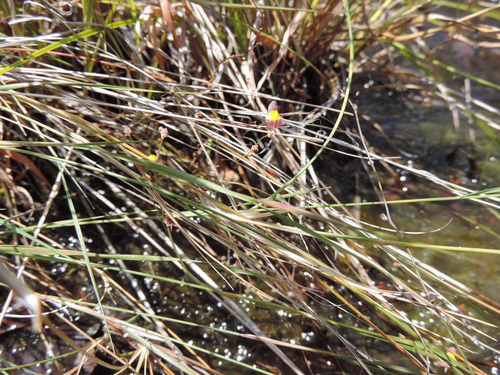 Utricularia welwitschii — houseplant care guide