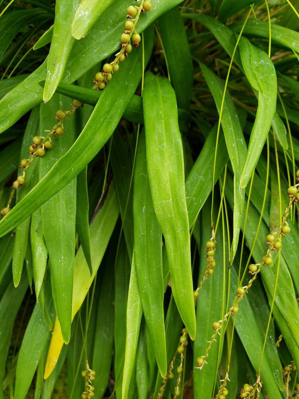 Coelogyne filiformis — houseplant care guide