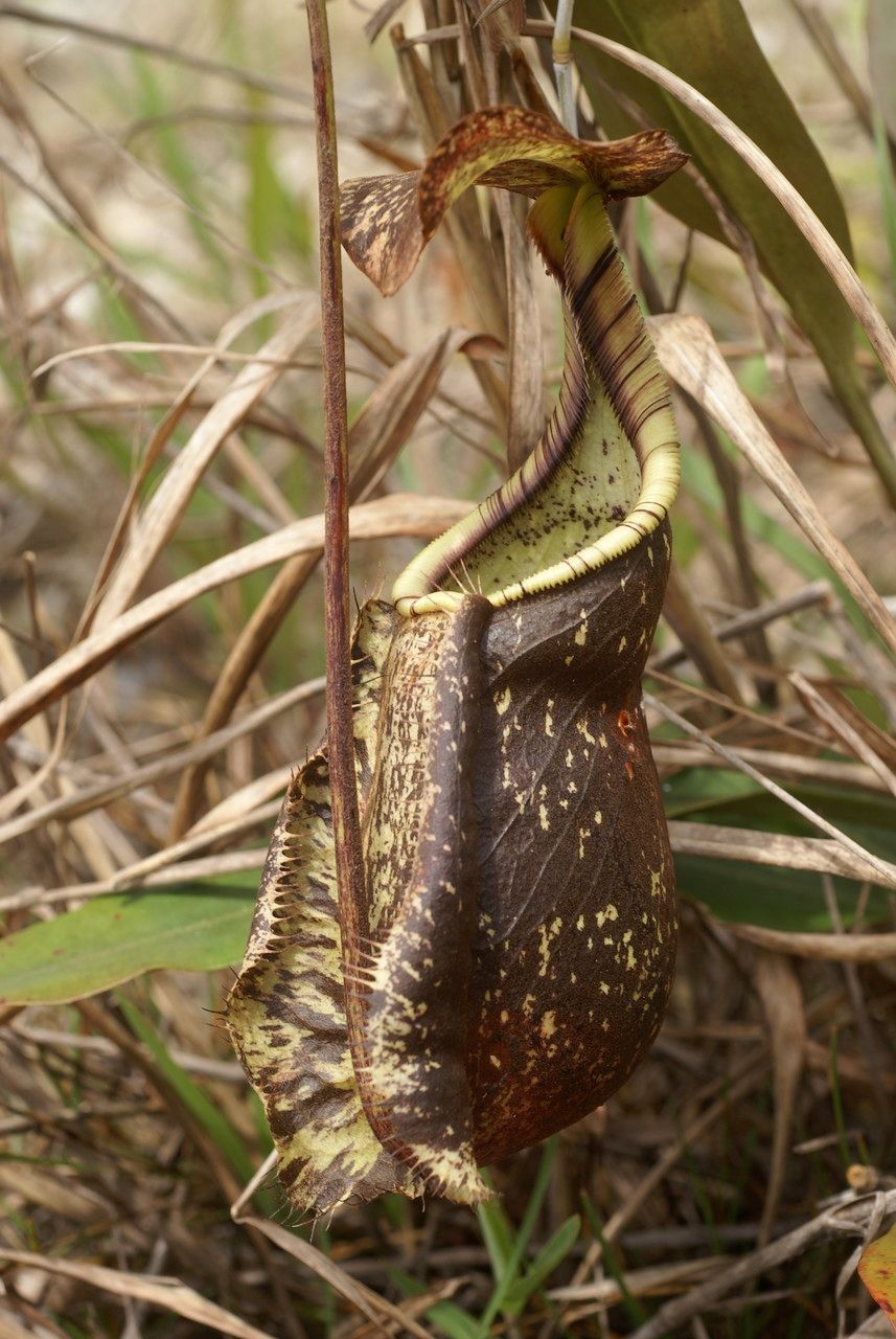 Nepenthes rafflesiana — search result for 'Nepenthes'